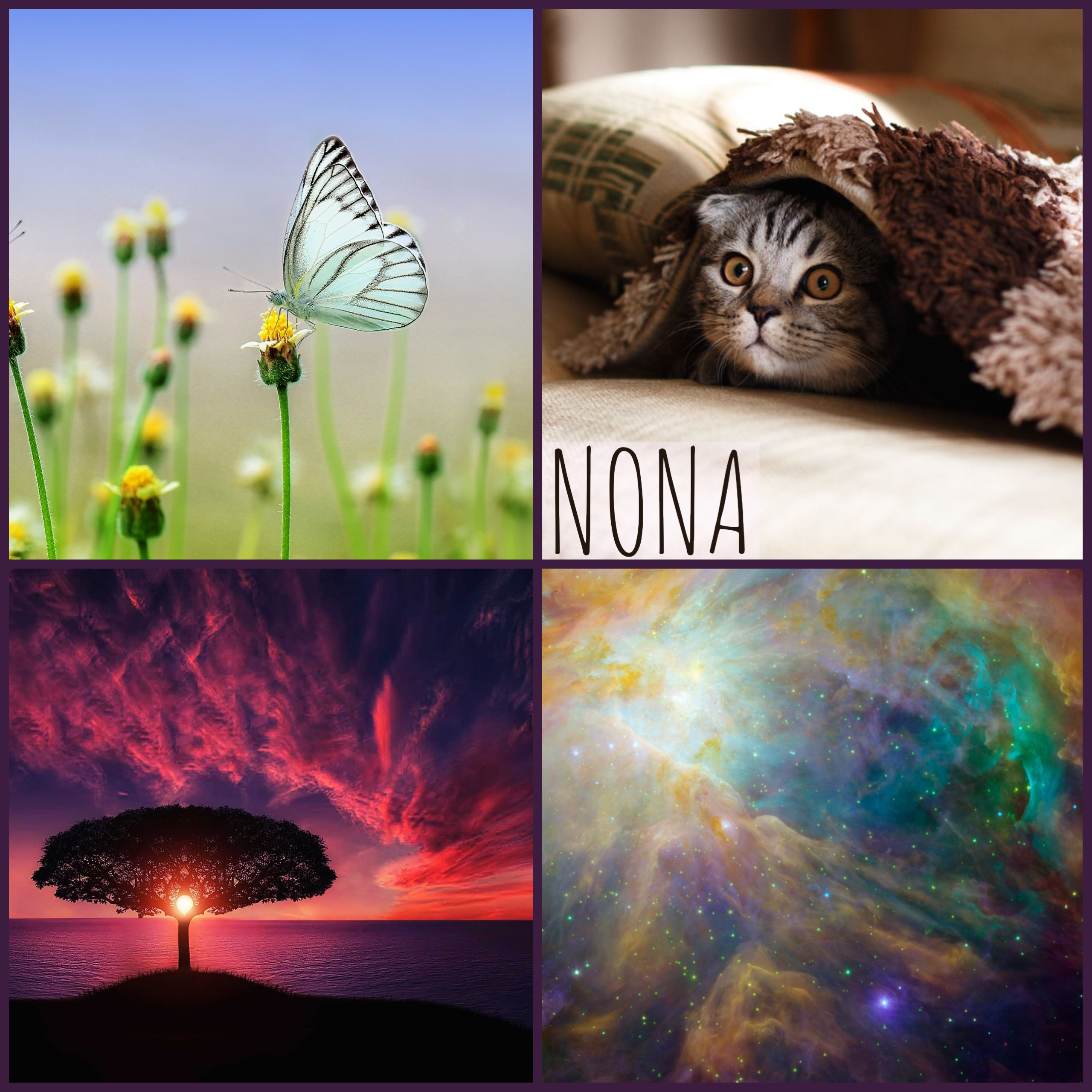 nona moodboard: a nebula, a butterfly, a cat, a tree at sunset